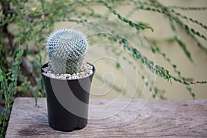 Mammillaria hahniana in black flower pot