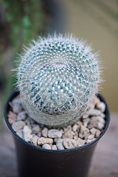 Mammillaria hahniana in black flower pot