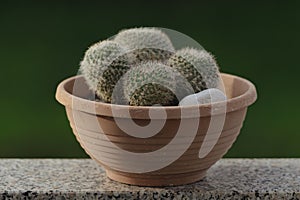 Mammillaria Hahniana Cactus in pot: Natural green background