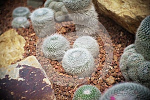 Mammillaria hahniana clump, Cactus in garden has a brown stone around, Cacti, Cactaceae, Succulent, Tree, Drought tolerant plant.