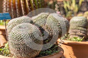 Mammillaria Hahniana Native From Mexico In Summer