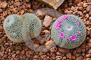 Mammillaria Hahniana `Old Lady Cactus`