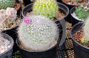 Mammillaria hahniana with pink flower