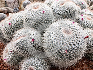 Mammillaria hahniana Werderm cactus with radial spines and flowers