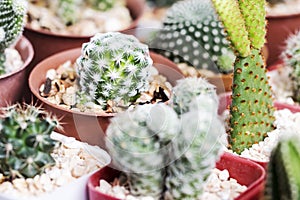 Mammillaria humboldtii cactus