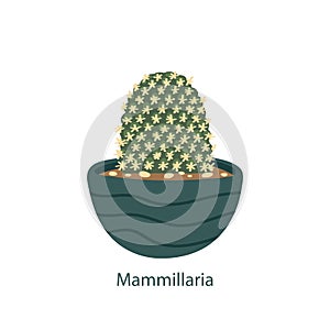 Mammillaria isolated on a white background. Cute cactus. Vector illustration in cartoon