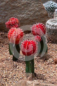 Mammillaria Longimamm DC. CACTACEAE.Color Gymnocalycium mihanovichii Graft cactus. Growing Grafted Ruby Ball Cactus.