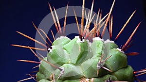 Mammillaria magnimamma - spiny cactus with large papillae in a botanical collection