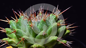 Mammillaria magnimamma - spiny cactus with large papillae in a botanical collection