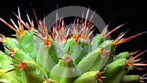 Mammillaria magnimamma - spiny cactus with large papillae in a botanical collection