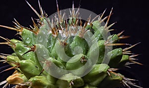 Mammillaria magnimamma - spiny cactus with large papillae in a botanical collection