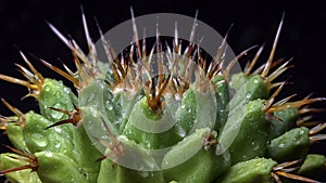 Mammillaria magnimamma - spiny cactus with large papillae in a botanical collection