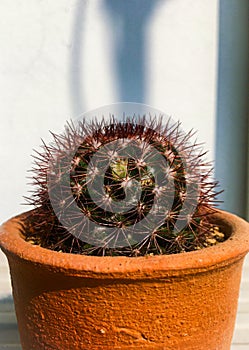 Mammillaria mammillaria