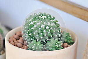 Mammillaria or Mammillaria erusamu f or Mammillaria bucareliensis erusamu or rebutia minuscula, cactus or succulent photo