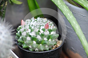 Mammillaria or Mammillaria erusamu f or rebutia minuscula, cactus or succulent with flower photo