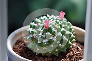 Mammillaria or Mammillaria erusamu f or rebutia minuscula with pink flower or cactus or succulent photo