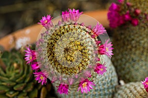 Mammillaria matudae cactus ringed with flowers