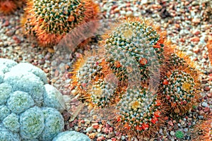 Mammillaria nivosa cactus with long bronze color sikes
