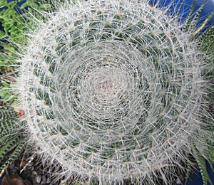 Mammillaria parkinsonii, also known as owl-eye pincushion or owl-eye cactus