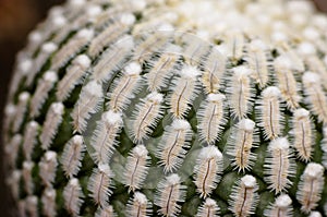 Mammillaria Pectinifera very rare cactus plant in garden