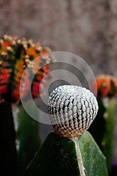 Mammillaria Pectinifera very rare cactus plant in garden photo