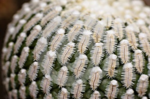 Mammillaria Pectinifera very rare cactus plant in garden photo