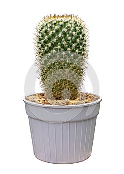 Mammillaria Perbella owl eye miniature cactus houseplant in pot isolated on white background for the small garden and the drought