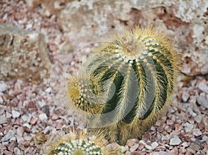 Mammillaria  Or Pin Cushion Cactus