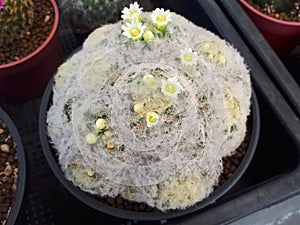 Mammillaria plumosa, F.A.C.Weber, Cute Cactus