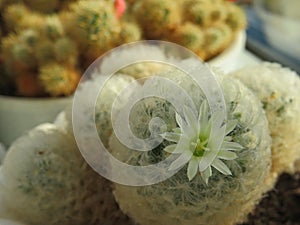 Mammillaria Plumosa - home cactus in bloom