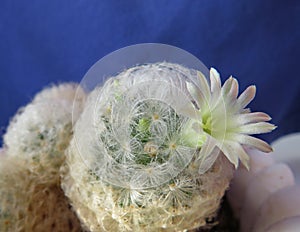 Mammillaria Plumosa - home cactus in bloom