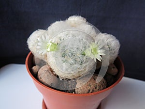 Mammillaria Plumosa - home cactus in bloom