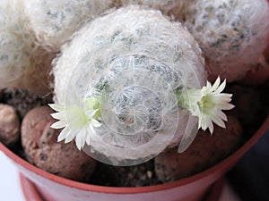 Mammillaria Plumosa - home cactus in bloom