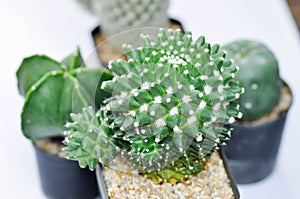 Mammillaria Polythele or mammillaria polythele toluca or Euphorbia piscidermis or cactus, succulent