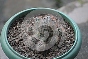 Mammillaria prolifera -