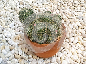 Mammillaria schiedeana in a clay pot .