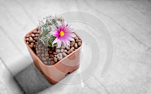 Mammillaria Schumannii Cactus with Blooming Flower Planted in a Pot