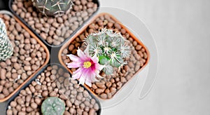 Mammillaria Schumannii Cactus with Blooming Flower Planted in a Pot