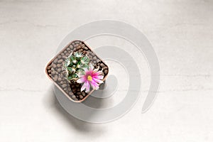 Mammillaria Schumannii Cactus with Blooming Flower Planted in a Pot