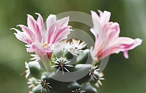 Mammillaria schumannii cactus flower