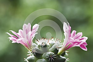 Mammillaria schumannii cactus flower