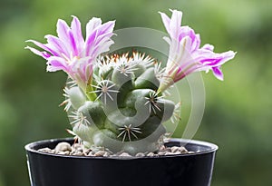Mammillaria schumannii cactus flower in pot