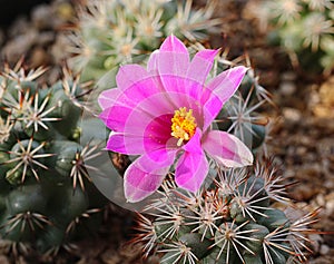 Mammillaria schumannii purple flower full bloom ,Purple flower of cactus Mammillaria Schumannii in small pot