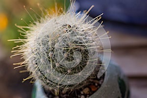 Mammillaria senilis Hooked Cactus