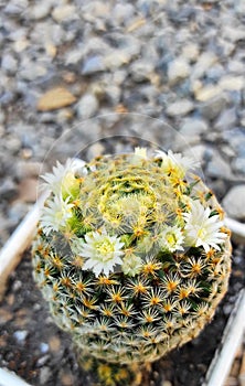 Mammillaria small cactus with beautiful flowers growing up in the garden at home. Hobbies and happiness in retirement. Slow life.