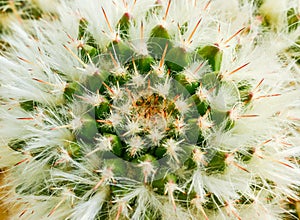 Mammillaria sp. - cactus from botanical garden in Odessa