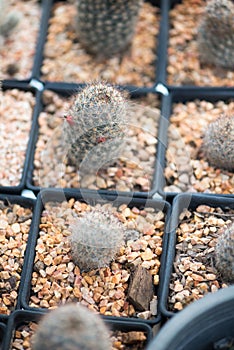 Mammillaria sp. cactus in flower pot