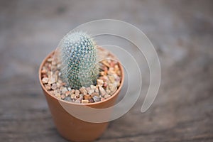 Mammillaria sp. cactus in flower pot