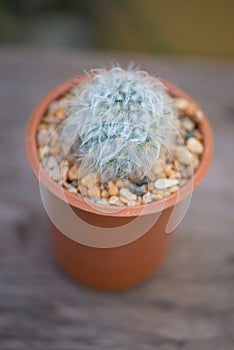 Mammillaria sp. cactus in flower pot