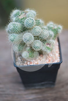 Mammillaria sp. cactus in flower pot